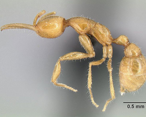 PRÉ-HISTÓRICA - A Austrália tem uma formiga-dinossauro, mas o nome é errôneo. Os cientistas que a descobriram acharam que era uma espécie de 40 milhões de anos atrás. Não era. Mas a <i>Martialis heureka</i> convivia com dinossauros - e ainda existe. Formigas duram eras. Poucos seres combinam tão bem a capacidade de influenciar o ecossistema com a habilidade de se espalhar. Na biologia, o nome disso é sucesso. PRÉ-HISTÓRICA - A Austrália tem uma formiga-dinossauro, mas o nome é errôneo. Os cientistas que a descobriram acharam que era uma espécie de 40 milhões de anos atrás. Não era. Mas a <i>Martialis heureka</i> convivia com dinossauros - e ainda existe. Formigas duram eras. Poucos seres combinam tão bem a capacidade de influenciar o ecossistema com a habilidade de se espalhar. Na biologia, o nome disso é sucesso.