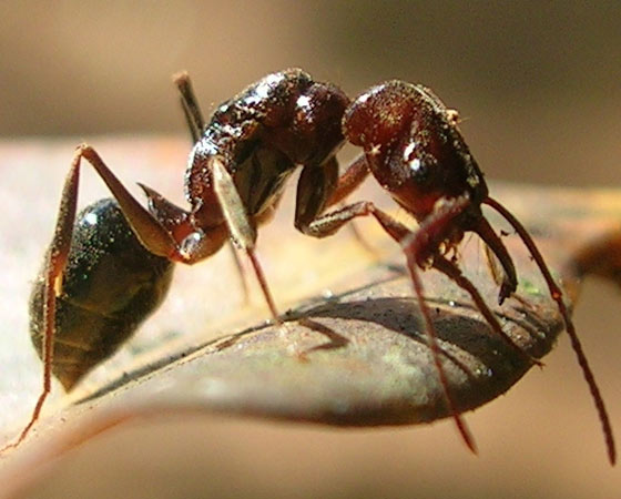 SUPERFORTE - As formigas <i>Odontomachus</i> têm um pelo supersensível entre suas mandíbulas. Ele funciona como um radar para dar o bote. As mandíbulas ficam abertas, mas fecham violentamente quando qualquer coisa encosta no pelo. A velocidade da mordida pode chegar a 230 km/h. "Se o objeto for duro, tipo um pedaço de madeira ou pedra, a formiga é arremessada para trás devido à força que ela faz", diz o entomólogo Ricardo Solar. SUPERFORTE - As formigas <i>Odontomachus</i> têm um pelo supersensível entre suas mandíbulas. Ele funciona como um radar para dar o bote. As mandíbulas ficam abertas, mas fecham violentamente quando qualquer coisa encosta no pelo. A velocidade da mordida pode chegar a 230 km/h. "Se o objeto for duro, tipo um pedaço de madeira ou pedra, a formiga é arremessada para trás devido à força que ela faz", diz o entomólogo Ricardo Solar.