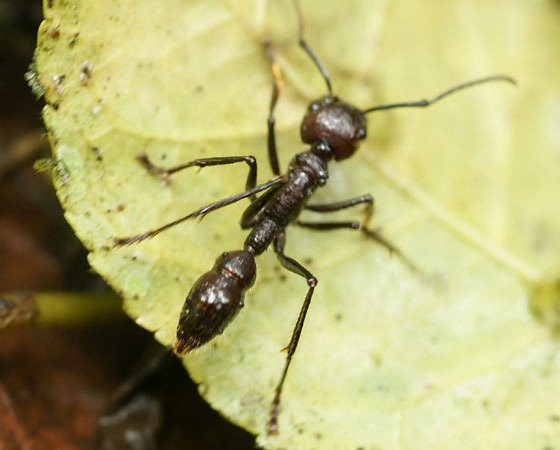 VIOLENTA - Em 1984, o entomologista Justin Schmidt publicou um ranking de picadas de formigas. Ele sentiu na pele a dor e depois a classificou de 0 a 4. A tocandira venceu, com um 4+. O estudo descreveu a picada como uma série de pontadas doloridas, tremedeiras e uma vontade incontrolável de sacudir o corpo. Na Amazônia, os índios sateré-mawé enfrentam dezenas de tocandiras no ritual de passagem à vida adulta. VIOLENTA - Em 1984, o entomologista Justin Schmidt publicou um ranking de picadas de formigas. Ele sentiu na pele a dor e depois a classificou de 0 a 4. A tocandira venceu, com um 4+. O estudo descreveu a picada como uma série de pontadas doloridas, tremedeiras e uma vontade incontrolável de sacudir o corpo. Na Amazônia, os índios sateré-mawé enfrentam dezenas de tocandiras no ritual de passagem à vida adulta.