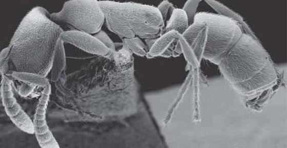 ZUMBI - A <i>Simopelta minima</i> só havia sido vista em uma plantação na Bahia em 1987. A plantação acabou, e a formiga foi dada como extinta. Mas, em 2008, ela ressurgiu numa coleta na mata da Universidade Federal de Viçosa. A armadilha que capturou a formiga também achou uma espécie que havia sido vista pela última vez na década de 1930 na Argentina e em Santa Catarina. "Por causa de limitações logísticas e financeiras, estudos priorizam um hábitat e deixam de lado outros", diz o biólogo Fernando Schmidt, que participou das descobertas. ZUMBI - A <i>Simopelta minima</i> só havia sido vista em uma plantação na Bahia em 1987. A plantação acabou, e a formiga foi dada como extinta. Mas, em 2008, ela ressurgiu numa coleta na mata da Universidade Federal de Viçosa. A armadilha que capturou a formiga também achou uma espécie que havia sido vista pela última vez na década de 1930 na Argentina e em Santa Catarina. "Por causa de limitações logísticas e financeiras, estudos priorizam um hábitat e deixam de lado outros", diz o biólogo Fernando Schmidt, que participou das descobertas.