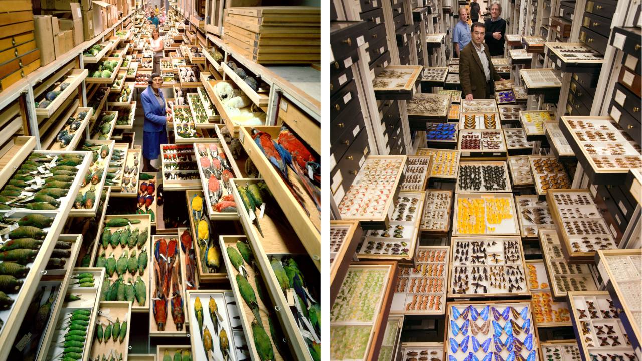 Chip Clark | Smithsonian Institute