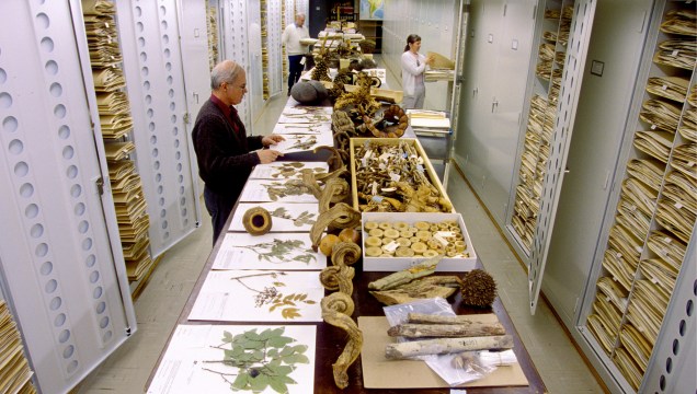 Coleção de botânica