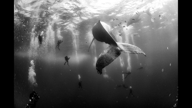 Mergulhadores observam uma baleia-jubarte e seu filhote recém-nascido nadando no Pacífico, perto das ilhas Revillagigedo, no México. A foto, do fotógrafo e antropólogo mexicano Anuar Patjane Floriuk, foi segunda colocada na categoria Natureza.