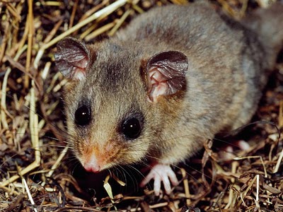 GAMBÁ PIGMEU DA MONTANHA - Pesquisadores acreditavam que esse bichinho estava extinto há nada mais, nada menos, que 20.000 anos. Imaginem a surpresa do Dr. Kenneth Shortman quando deu de cara com um exemplar dessa espécie em sua cabana de esqui na Austrália, em 1966. Outros três desses animaizinhos foram descobertos mais tarde, em 1970. GAMBÁ PIGMEU DA MONTANHA - Pesquisadores acreditavam que esse bichinho estava extinto há nada mais, nada menos, que 20.000 anos. Imaginem a surpresa do Dr. Kenneth Shortman quando deu de cara com um exemplar dessa espécie em sua cabana de esqui na Austrália, em 1966. Outros três desses animaizinhos foram descobertos mais tarde, em 1970.