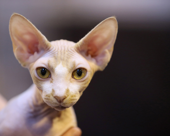 A orelha dos gatos é composta por 32 músculos. Eles têm a audição muito mais apurada que a dos cães e muuuito mais sensível que a dos humanos.