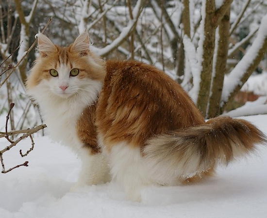 7º LUGAR - GATO. O pênis de 2,5 cm corresponde a 10% do tamanho de seu corpo.