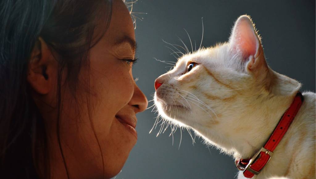 Coleira traduz o miado dos gatos