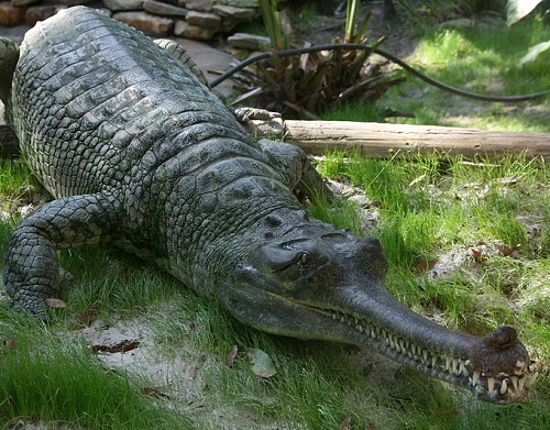 Você dificilmente vai encontrar um gavial. Esse tipo de crocodilo vive apenas no Nepal e na Índia e está em extinção: existem apenas 300 no mundo. De qualquer forma, não é preciso temê-lo, já que a mandíbula fina do réptil faz com que ele não seja capaz de comer animais grandes, tipo um ser humano. Já os peixes e sapos têm motivos para se preocupar.