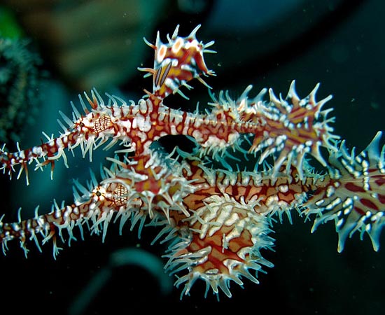 Peixe-cachimbo-fantasma-ornamentado - Esse animal se camufla em corais, à espreita de presas. Pode mudar sua cor de acordo com o ambiente em que vive. É encontrado do Pacífico e no Índico.