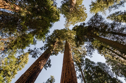 Uma das mais famosas árvores dessa lista, a Sequoia Gigante é a maior árvore do planeta. Ela pode chegar perto dos 100 metros de altura e viver milhares de anos.