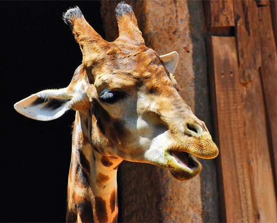 A girafa não tem cordas vocais, portanto você nunca vai conseguir imitar o som que elas fazem. Elas se comunicam vibrando o ar em volta de seus pescoços.