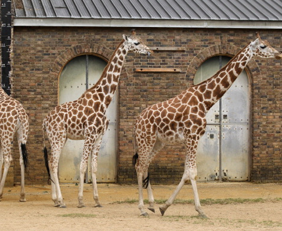 GIRAFA - É o animal mais alto do mundo. Pode alcançar 5,5 metros de altura.