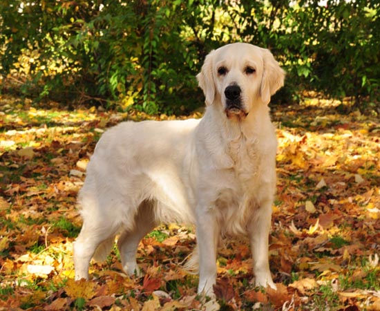 4º lugar - GOLDEN RETRIEVER - É uma raça muito popular. Esses cães são carinhosos, leais, pacientes e ótimos companheiros para crianças.