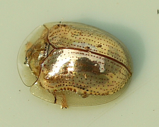 <i>Charidotella sexpunctata</i> - Esse besouro natural da América do Norte possui um lindo tom de dourado. Quando retirado do seu habitat natural, ele rapidamente perde sua cor e adquire uma tonalidade marrom. Isso acontece porque a cor vem de uma camada líquida formada pelo orvalho das plantas nas quais ele vive.