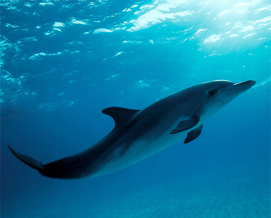 Os golfinhos não respiram automaticamente. Ao contrário, eles sempre respiram conscientemente. É por isso que eles dormem somente com metade do cérebro, e com um olho aberto e outro fechado - senão, morrem afogados.