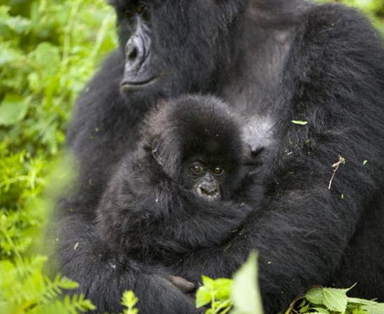 O Gorila das Montanhas também pode desaparecer nos próximos anos. Existem apenas 700 indivíduos na natureza. A espécie, comum da África Central, foi dizimada pela ação humana: guerras, doenças, desmatamento e caça.