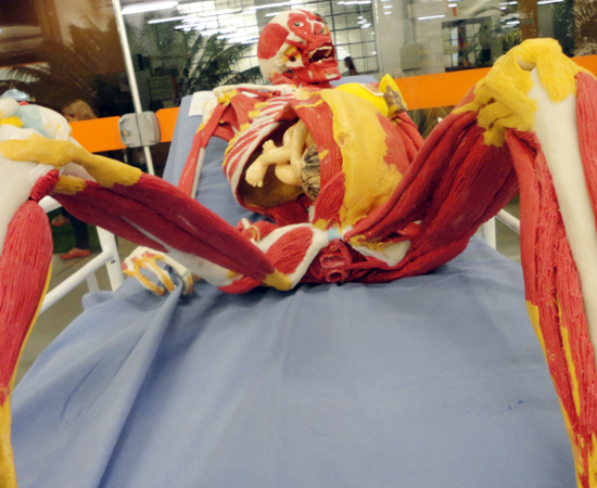 As peças artesanais são feitas com o objetivo de auxiliar o estudo de Anatomia, já que há carência de cadáveres para estes fins. As peças artesanais são feitas com o objetivo de auxiliar o estudo de Anatomia, já que há carência de cadáveres para estes fins.