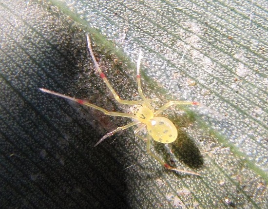 Aranha-cara-feliz (<i>Theridion grallator </i>) Aranha-cara-feliz (<i>Theridion grallator </i>)