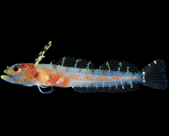 <i>Haptoclinus dropi</i> - Esta é outra descoberta do Instituto Smithsonian (EUA). O pequeno peixe de dois centímetros tem as barbatanas coloridas e é encontrado em uma profundidade do oceano que é pouco pesquisada. Isso porque ela é profunda demais para mergulhadores, ao mesmo tempo em que é mais rasa do que a profundidade que submarinos de águas profundas costumam atingir.
