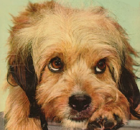 O cão Benji foi um personagem de vários filmes, entre 1974 e 2000. O primeiro cão a interpretar o papel foi Higgins, uma mistura de cocker spaniel, poodle e schnauzer.
