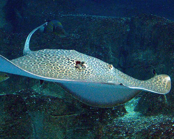 <i>Himantura tutul</i> - Cientistas do Institut de recherche pour le développement (IRD) descobriram essa nova espécie de raia venenosa. Ela pode chegar a 1,5 m de largura (e até 4 m de comprimento), mas, como dá pra ver, sua característica mais reconhecível é a padronagem parecida com a de um leopardo. <i>Himantura tutul</i> - Cientistas do Institut de recherche pour le développement (IRD) descobriram essa nova espécie de raia venenosa. Ela pode chegar a 1,5 m de largura (e até 4 m de comprimento), mas, como dá pra ver, sua característica mais reconhecível é a padronagem parecida com a de um leopardo.