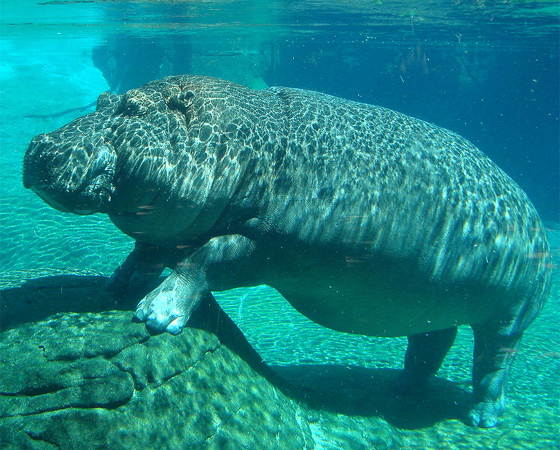 O suor de um hipopótamo é cor-de-rosa (agora só falta dizer que o pum deles é cheiroso!).