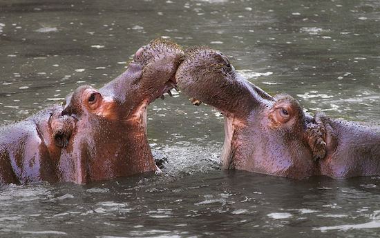 Eles parecem desajeitados, mas são verdadeiras máquinas de matar. Os hipopótamos tiram a vida de 150 pessoas por ano. São os animais que mais matam humanos no continente africano. Normalmente os ataques ocorrem quando a fera tenta defender seu território.