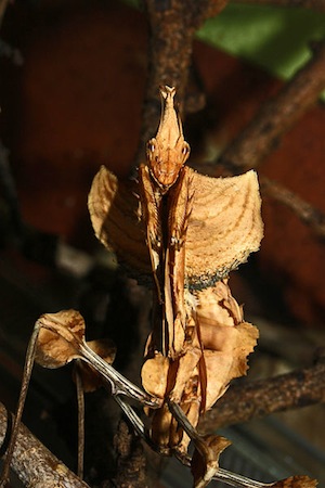 <i>Idolomantis diabolica</i> - Conhecido como o Rei dos Louva-a-Deus, essa espécie é famosa por seu tamanho e beleza e também por imitar uma flor.