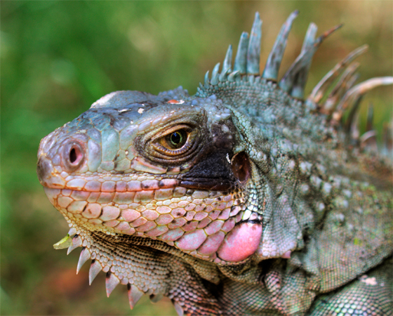 Iguanas, coalas e dragões de komodo machos têm dois pênis (!!). Em compensação, a coala fêmea tem duas vaginas. Iguanas, coalas e dragões de komodo machos têm dois pênis (!!). Em compensação, a coala fêmea tem duas vaginas.