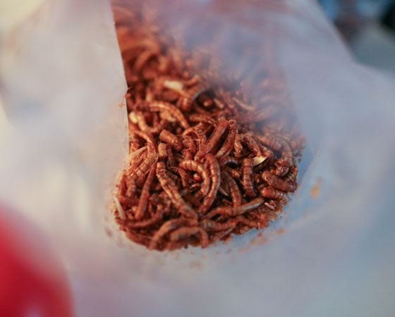 Já imaginou estas larvas gigantes no seu prato? Saiba que elas são essenciais para o futuro da alimentação. Em algumas décadas, carne será uma iguaria de luxo. Segundo a ONU, o pedaço de terra destinado à criação de animais precisará crescer em 70% para alimentar a população do planeta em 2050, de nove bilhões de pessoas.