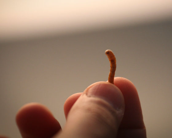 Os bichinhos ocupam menos espaço do que os outros animais que estamos acostumados a ver em pastos. E, no final do processo, são mais bem aproveitados. Afinal, muitas partes do boi não são consumidas - pense em pés, dentes, ossos e pele. Enquanto isso você pode mandar uma larva numa mordida, de uma vez só.