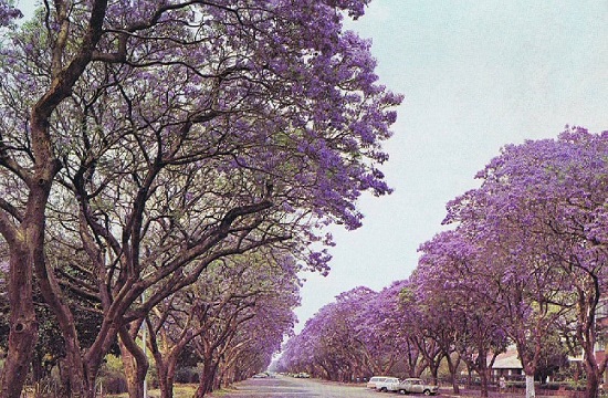 Os jacarandás fazem parte da paisagem de Harare, capital do Zimbábue, há décadas. A foto é da Avenida Montagu e foi tirada na década de 70.