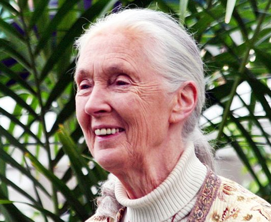 JANE GOODALL (1934)  - Antropóloga e primatologista britânica, conhecida por seus estudos com chimpanzés.