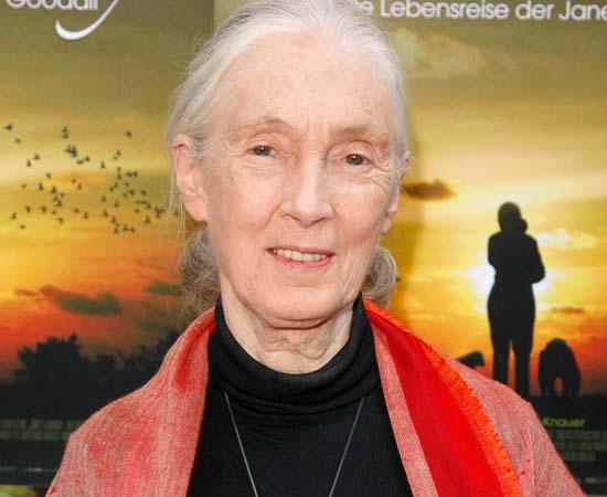 Jane Goodall (1934 - presente) - Primatologista e etóloga britânica, conhecida em todo o mundo por suas pesquisas sobre chimpanzés.