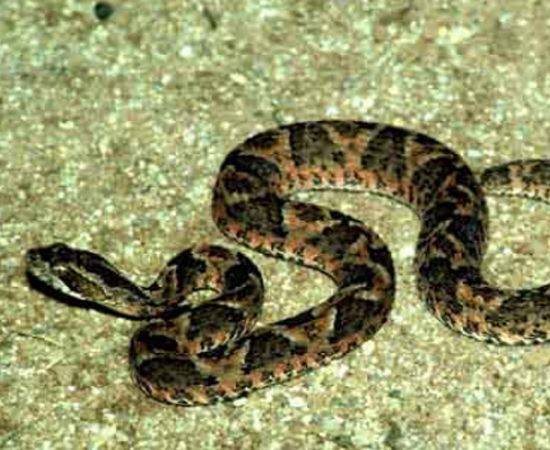 A jararaca-da-seca (Bothrops erythromelas) é uma serpente venenosa que mede no máximo 60 cm de comprimento e pode ser encontrada em quase todo o Nordeste brasileiro, principalmente na região meridional da Bahia, onde há predominância de caatinga. A jararaca-da-seca (Bothrops erythromelas) é uma serpente venenosa que mede no máximo 60 cm de comprimento e pode ser encontrada em quase todo o Nordeste brasileiro, principalmente na região meridional da Bahia, onde há predominância de caatinga.