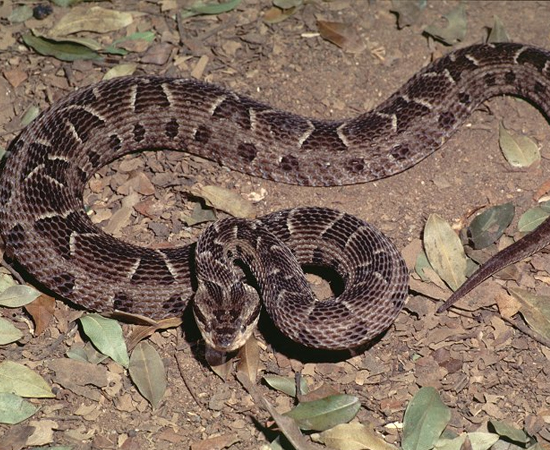 A jararaca pintada ou jararaca-do-rabo-branco (Bothrops neuwiedi) é uma serpente venenosa de hábitos noturnos que pode ser encontrada em quase todo o Brasil, principalmente na região de cerrado. Pode atingir 80 cm de comprimento.