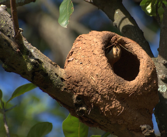O João-de-Barro também está entre os construtores mais engenhosos da natureza. Ao contrário da maioria dos pássaros, seu ninho não é construído com folhas e gravetos. Para isso, ele usa barro e esterco.