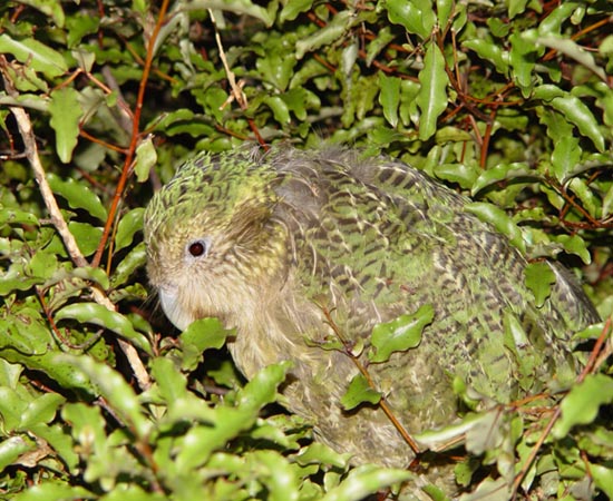 O Kakapo é um papagaio noturno que habitava a Nova Zelândia. Hoje, existem cerca de 80 indivíduos em todo o planeta; todos criados em cativeiro. A espécie foi dizimada por humanos que caçavam o pássaro em busca de carne e penas (usadas para decoração).