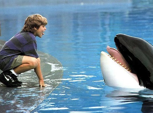 Keiko, uma orca de seis toneladas, ficou famosa com os filmes <i>Free Willy</i>, lançados na década de 90. A orca foi capturada em 1979 e vendida para um aquário, mais tarde se tornando estrela de cinema. Keiko só conseguiu a liberdade em 2002.