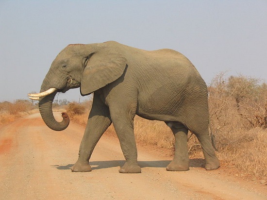 Destino de muitos turistas que passam pela África do Sul, o Kruger Park é uma das maiores reservas ambientais de todo o continente africano. Turistas visitam o local para ver os animais que vivem ali. Destino de muitos turistas que passam pela África do Sul, o Kruger Park é uma das maiores reservas ambientais de todo o continente africano. Turistas visitam o local para ver os animais que vivem ali.