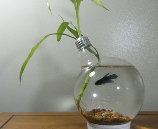 Já esta lâmpada foi transformada em um aquário!