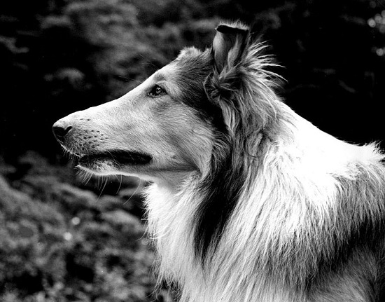 LASSIE (1954-1971) - 19 temporadas, 571 episódios