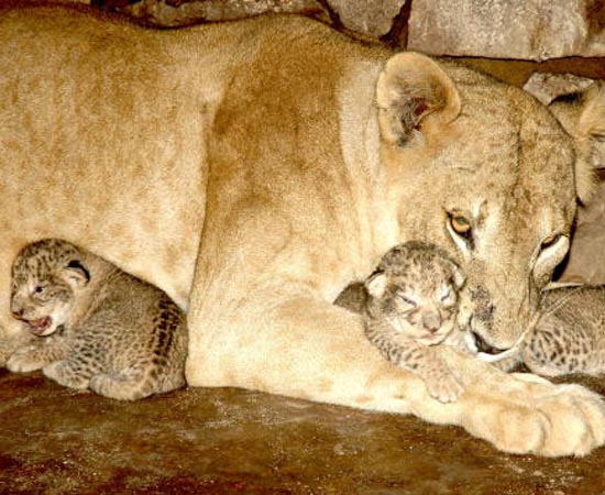 O Leão Asiático é nativo de Gurajat, na Índia. Existem apenas 400 indivíduos em todo o mundo. A espécie está em extinção por causa da disputa de território com outros animais e com humanos. O habitat natural do leão, muitas vezes, é transformado em áreas de agricultura. Esta leoa está cuidando de seus filhotinhos em um zoológico indiano.