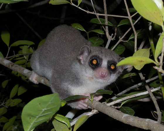 LÊMURE-ANÃO - Desaparecido desde 1875, esse simpático marsupial foi reavistado habitando as árvores nas proximidades de Mananara, em Madagascar, no ano de 1966.