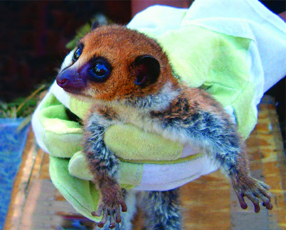 Lêmure-anão Lavasoa (<i>Cheirogaleus lavasoensis</i>) - Encontrados nas Montanhas Lavasoa, em Madagascar, existem apenas 50 indivíduos dessa nova espécie de lêmure. Ele é um animal com hábitos noturnos e prefere ambientes úmidos. Lêmure-anão Lavasoa (<i>Cheirogaleus lavasoensis</i>) - Encontrados nas Montanhas Lavasoa, em Madagascar, existem apenas 50 indivíduos dessa nova espécie de lêmure. Ele é um animal com hábitos noturnos e prefere ambientes úmidos.