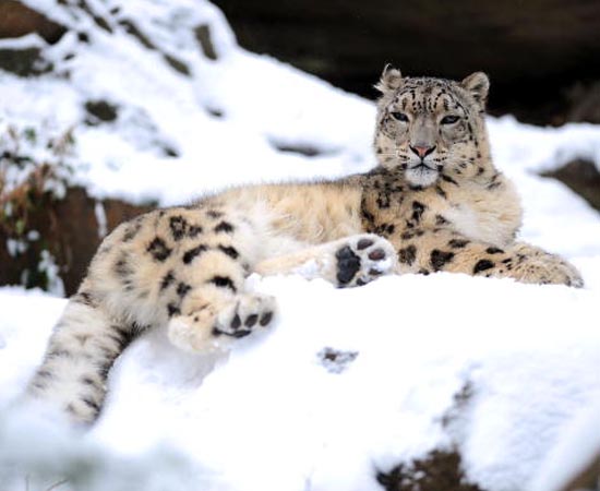 O Leopardo das Neves também pode desaparecer em breve. Devido à caça, restam apenas 5 mil indivíduos em todo o mundo. A espécie, original da Ásia Central, é altamente requisitada por traficantes que atuam na indústria das peles. O leopardo da foto vive no Bronx Zoo, em Nova Iorque.