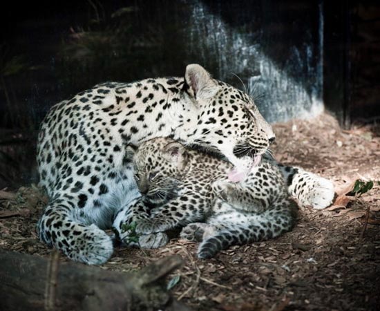 O Leopardo Persa é um dos animais com maior risco de extinção no mundo. A espécie, que era comumente encontrada no Oriente Médio (principalmente na Turquia e no Irã), foi dizimada por guerras, traficantes de peles, desmatamentos e atropelamentos. Atualmente, existem pouco mais de mil indivíduos adultos em todo o planeta. O filhote da foto nasceu em um cativeiro da Itália, em 2011.