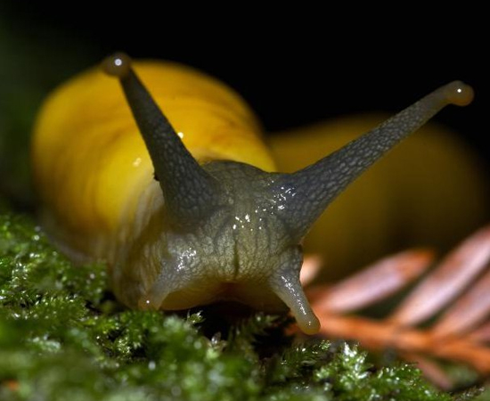 2º LUGAR - LESMA BANANA. Seu pênis tem o mesmo tamanho do corpo, 18 cm. A espécie é hermafrodita e sua cópula, peculiar: as duas lesmas fazem papel de macho e fêmea ao mesmo tempo. Uma delas prende o pênis da outra e obriga a parceira a roer o próprio membro para se livrar. Aí o jeito é cuidar dos filhotes.