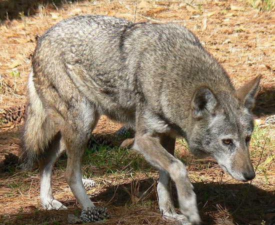 Devido a políticas predatórias e à destruição do meio ambiente, o Lobo Vermelho, nativo do sudeste dos Estados Unidos, foi praticamente extinto na década de 1980. Atualmente, existem cerca de 200 indivíduos que vivem em cativeiros e outros 50 que foram reintroduzidos à natureza. Devido a políticas predatórias e à destruição do meio ambiente, o Lobo Vermelho, nativo do sudeste dos Estados Unidos, foi praticamente extinto na década de 1980. Atualmente, existem cerca de 200 indivíduos que vivem em cativeiros e outros 50 que foram reintroduzidos à natureza.