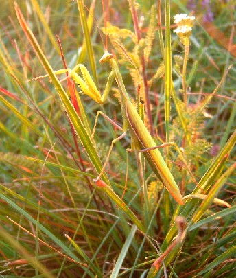 Louva-a-deus - Por serem parecidos com o ambiente onde vive, as cores e formato do louva-a-deus (nome comum dos insetos da ordem Mantodea) o tornam um presa difícil de se ver. Louva-a-deus - Por serem parecidos com o ambiente onde vive, as cores e formato do louva-a-deus (nome comum dos insetos da ordem Mantodea) o tornam um presa difícil de se ver.